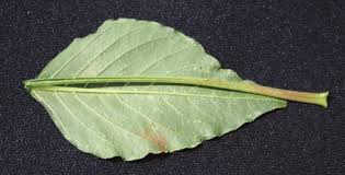A Palmer amaranth petiole bent back over the leaf blade, demonstrating the length of its petiole.